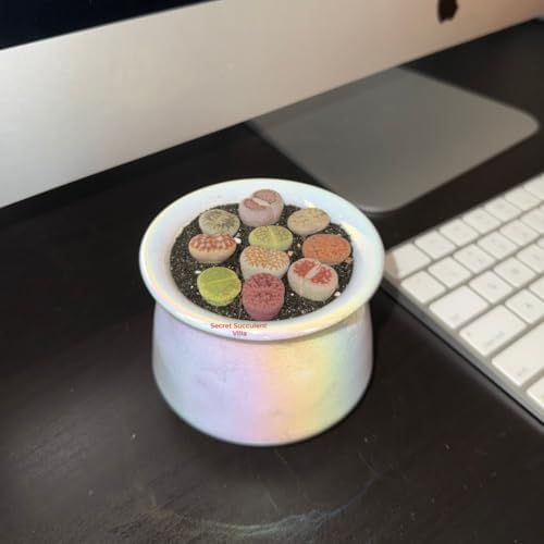 Live Lithops Succulent Plants, 10 Pcs, Rainbow Colorful Variety, Random Pick, Bare Root Without Pot & Soil, Indoor Office Desk Decoration, Plant Lovers Gifts - Image 6