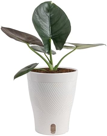 Costa Farms Alocasia, Live Indoor Plant, Easy Care, Home Decor by Unknown