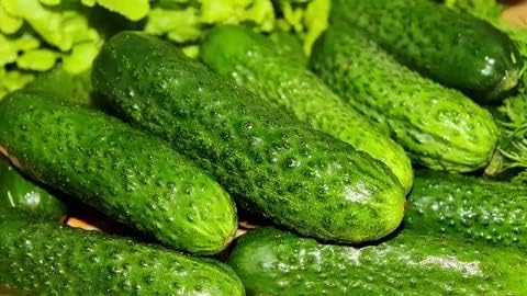 Seeds Self-Pollinated Cucumber Market/Indoor / 38 Days/Non GMO/Hybrid - Image 6