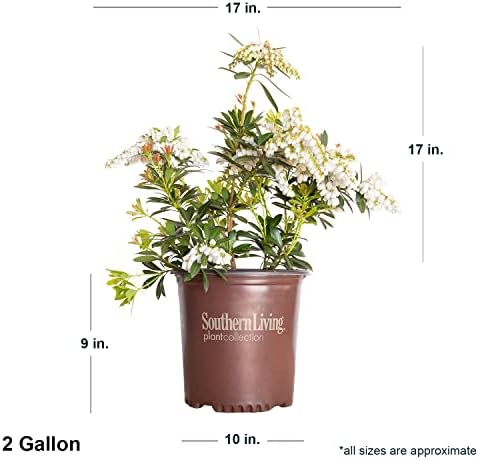 Mountain Snow Pieris (2 Gallon) Blooming Evergreen Shrub with White Flowers - Part Shade to Shade Live Outdoor Plant - Image 2