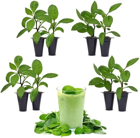 Longevity Spinach Plant (8 Plants) by FamPlants