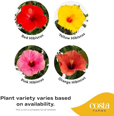 Costa Farms Hibiscus, Live Outdoor Plant, Easy Care, Home Decor - Image 3