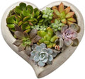 1800 Flowers - Sweet Succulent Heart Garden Large | Succulent for Delivery by 1800Flowers