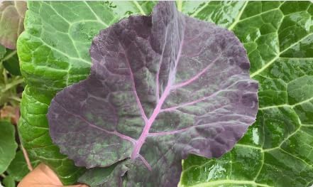 Purple Tree Kale Live Plant in Pot – Tree Collard Perennial Vegetable, 10-20 Year Lifespan - Rare Edible Ornamental, Cold Hardy Cut-and-Come-Again Kale, Fast Growing to 6–10 Ft - Image 6