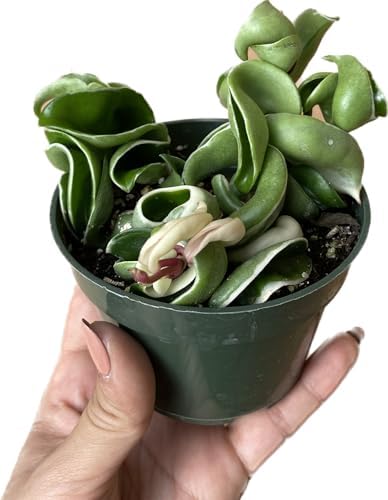 Variegated Hoya Compacta aka Hoya Hindu Rope Variegated Available in 2", 4", and 6" Pot Live Hoya Plant Prime Plants California (2 Small Plants/Stems, 4" Pot) - Image 6