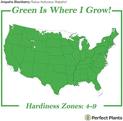Perfect Plants Arapaho Thornless BlackBerry Bush, 1 Gallon, Live Plant - Image 3