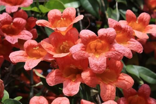 Tangerine Beauty Crossvine (Bignonia capreolata) Live Plants – Pack of 2 – Vibrant Orange Trumpet-Shaped Blooms – Climbing Vine for Trellises & Fences – Ideal for Containers - Image 3