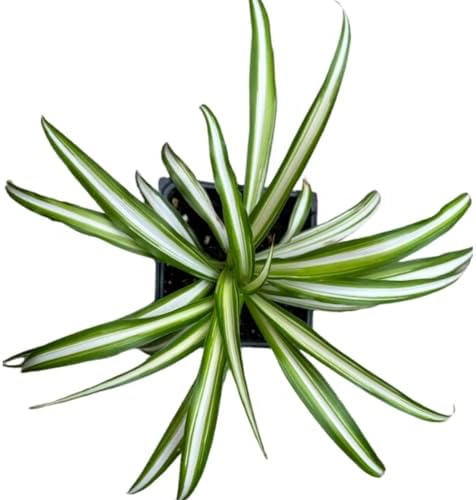 Organic Spider Plant, (Chlorophytum comosum Reverse variegatum) 2.5-inch Pot - aka - Spider Ivy - Hen and Chickens - Ribbon Plant - House Plant - Image 3