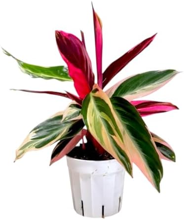 Live Plants, Stromanthe Triostar, Pet Friendly, Pet Safe, Air Purifying Plant, 14-16 inch Tall, houseplant, Live Indoor Plant, Easy to Care, Rare Plant, 4 inch Pot by Hopewind by hopewindplants