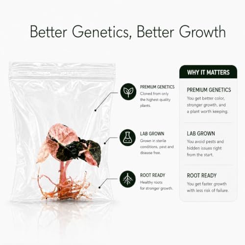 Alocasia Longibola Purple, Complete Tissue Culture Kit – Rare Live Alocasia Plant - Indoor Houseplant, Rare Plants Live - Image 4