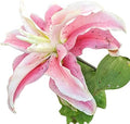 Easy to Grow Lilium Oriental Lily 'Distant Drum' Plant Bulbs (3 Pack) - Pink Fragrant Double-Flowering Blooms in Summer Gardens by EasytoGrow