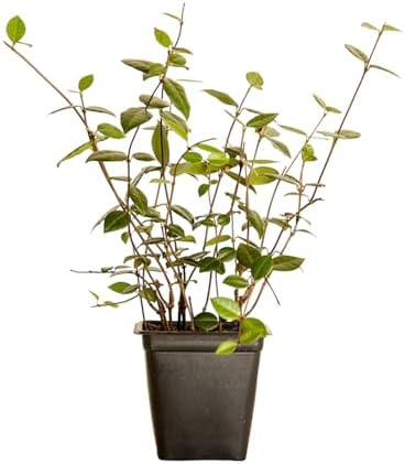 Asiatic Jasmine - 18 Pack (3.25 in. Pots) Evergreen Groundcover Vine - Full Sun Live Outdoor Plant - Image 5