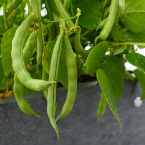 Black Bean Live Plant, 3-6 Inch Tall Seedlings in 4 Inch Pot by HILROQG