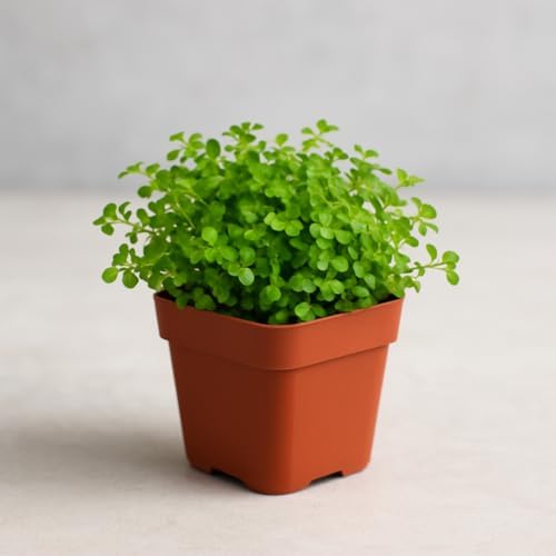 Baby Tears Plant in 2-Inch Pot – Lush, Delicate Groundcover for Indoors or Terrariums - Image 3