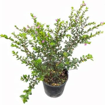 Mexican Heather Live Plant, 1 Gallon, Purple Blooms, Drought Tolerant, Outdoor Flowering Shrub, Full Sun to Partial Shade by RogersPlantNursery