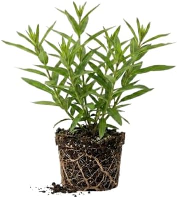 2 Random Milkweed Live Plants, Butterfly Garden Plant, 5-8 Inch Tall - Image 3
