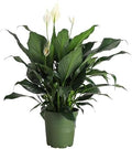 Live Peace Lily Plant, Spathiphyllum, Low Light, Easy to Grow, 6" Pot by ThorsensGreenhouse