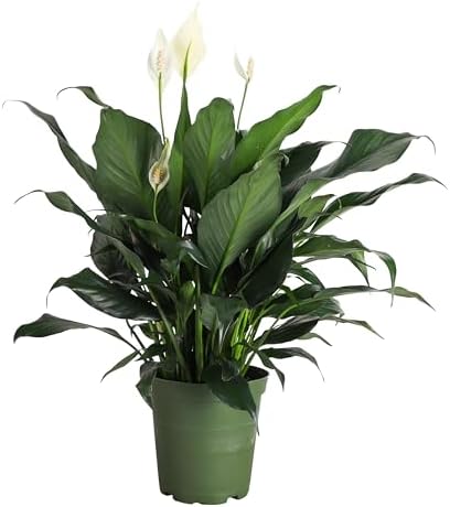 Live Peace Lily Plant, Spathiphyllum, Low Light, Easy to Grow, 6" Pot by ThorsensGreenhouse