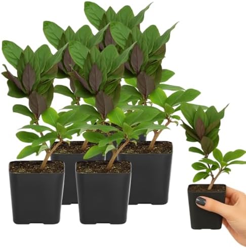 Purple Honeysuckle Plant Live, Fragrant Lonicera Japonica, 2in Pot, 5-Pack - Image 3