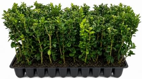 Green Mountain Boxwood | 30 Live Plants | Buxus sempervirens ‘Green Mountain’ | Evergreen Privacy Shrub | Compact Formal Garden Plants by FloridaFoliage