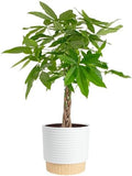 Costa Farms Money Tree Live Indoor Plant, Pet Friendly, 3-4 Ft. Tall by Unknown