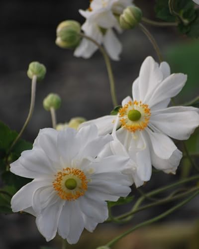 Perennial Farm Anemone x Hybrida 'Whirlwind' – Live Windflower in #1 Container, Semi-Double White Blooms, Long Blooming, Deer Resistant, Great for Borders, Shade Gardens & Pollinator Habitats - Image 4