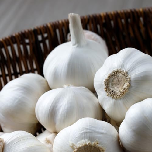 4 Heirloom Hardneck Garlic Bulbs for Planting - Pack Music Garlic Bulbs for Planting, Seed Garlic - Image 2