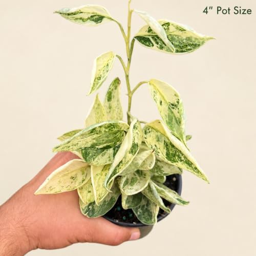 Satin Pothos Live Plant, 4 Inch Scindapsus Jade Satin Marble Queen - Image 4