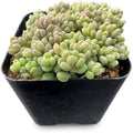 2" Live Succulent Sedum Dasyphyllum, Easy Care by FleshyFlora