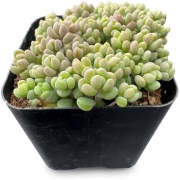 2" Live Succulent Sedum Dasyphyllum, Easy Care by FleshyFlora