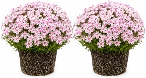 2 Stripe Creeping Phlox Live Plants, Perennial Flower Plant, 4-7 Inch Tall by GardenNurserySince1996