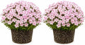 2 Stripe Creeping Phlox Live Plants, Perennial Flower Plant, 4-7 Inch Tall by GardenNurserySince1996