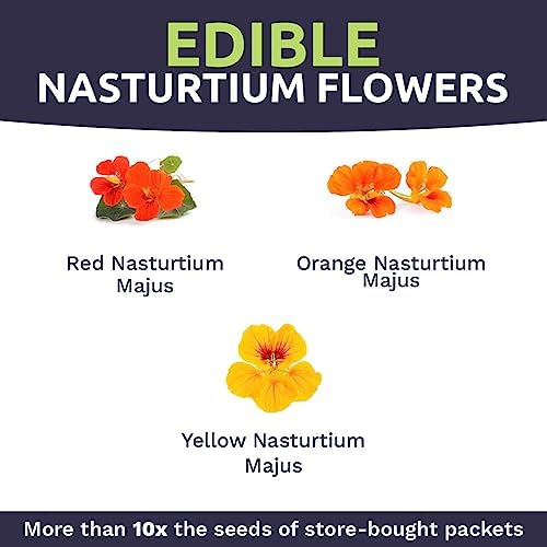 Nasturtium Seeds – Mixed Colors – Extra Large Packet – Over 200 Open Pollinated Non-GMO Flower Seeds – Tropaeolum majus - Image 4