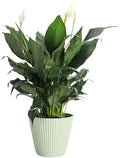 Live Peace Lily Plant, Spathiphyllum, Low Light, Easy to Grow, 6" Pot by ThorsensGreenhouse
