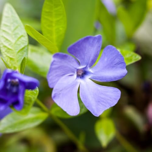 50 Vinca Periwinkle Plants Live, Outdoor Garden Flower Plant - Image 6