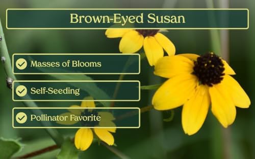 32 Live Brown-Eyed Susan Plants (Rudbeckia triloba) – Perennial Wildflowers from My Home Park in 4” Pots – Not Seeds – 4–8” Tall on Arrival - Bright Yellow Blooms – Pollinator Favorite – Zones 4–8 - Image 3