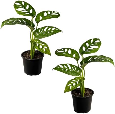 LEAL PLANTS ECUADOR Monstera Adansonii Swiss Cheese Plant (Pack of 2) Indoor houseplant | Live Plant Easy to Grow Indoor| Air Purifying Indoor Plant, Unique Gift for Plant Lovers by LEALPLANTSECUADOR