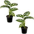 LEAL PLANTS ECUADOR Monstera Adansonii Swiss Cheese Plant (Pack of 2) Indoor houseplant | Live Plant Easy to Grow Indoor| Air Purifying Indoor Plant, Unique Gift for Plant Lovers by LEALPLANTSECUADOR