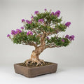 50 Crape Myrtle Bonsai Tree Seeds | Lagerstroemia Seeds for Planting by CZGrain