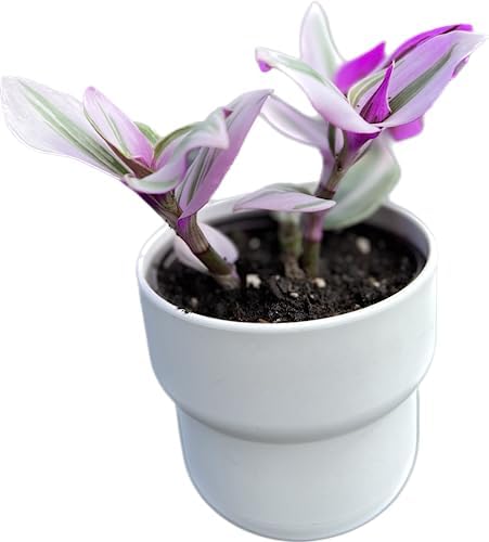 Wandering Jew Tradescantia Nanouk Lilac Live Plant - Unique Houseplants for Easy Indoor Gardens & Home Decor Gifts - Potted Tiny Houseplants 4" inch White Pot Included by Unknown