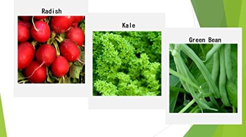 Premium Winter Vegetable Seeds Collection for Planting Organic Non-GMO Heirloom Seeds Radish, Pea, Broccoli, Beet, Carrot, Cauliflower, Green Bean, Kale, Arugula, Gardner and Chef Favorites - Image 2