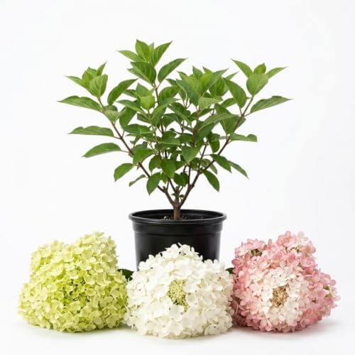White Hydrangea Live Plant, 5-11 Inch Tall - Image 2