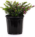 American Plant Exchange Mexican Heather – 6-Inch with Pot – Live Flowering Plant with Lavender or White Blooms, Easy Care Groundcover for Home, Garden, or Patio Decor by AmericanPlantExchange