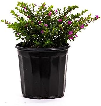 American Plant Exchange Mexican Heather – 6-Inch with Pot – Live Flowering Plant with Lavender or White Blooms, Easy Care Groundcover for Home, Garden, or Patio Decor by AmericanPlantExchange