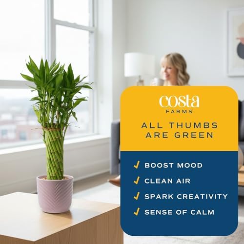 Costa Farms Lucky Bamboo, Live Indoor Plant, Easy Care, Home Decor - Image 4