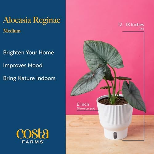 Costa Farms Alocasia, Live Indoor Plant, Easy Care, Home Decor - Image 4