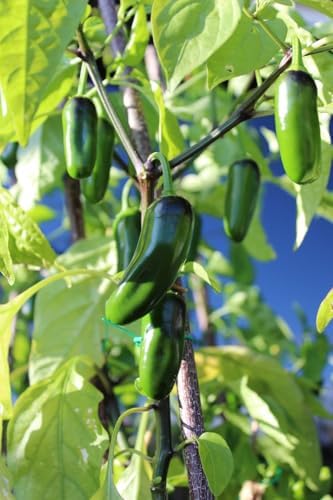 Vegetable, Flower, and Herb Seed Set - 10 Varieties of Non-GMO and Heirloom Premium Seeds for Planting - Beefsteak Tomato, Jalapeno, Spinach, & More! - Image 4