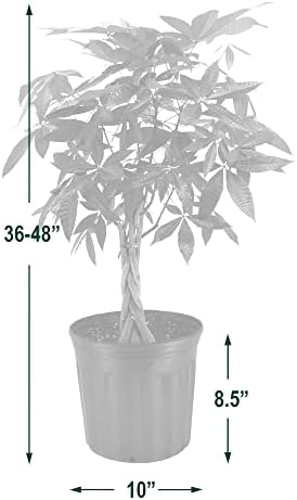 10-Inch Money Tree Live Indoor Plant in Plastic Grower Pot, Black *Sold By Amazon and Arcadia Garden Products* - Image 4