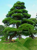 50 Pinus thunbergii Seeds, Japanese Black Pine Tree Seeds for Planting, Thunberg Pine Evergreen Bonsai Seeds, Ornamental Hardy Conifer Tree Seed for Zen Garden Backyard Home Landscaping by PeavyTailor
