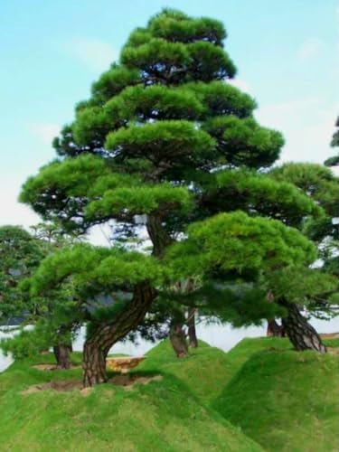 50 Pinus thunbergii Seeds, Japanese Black Pine Tree Seeds for Planting, Thunberg Pine Evergreen Bonsai Seeds, Ornamental Hardy Conifer Tree Seed for Zen Garden Backyard Home Landscaping by PeavyTailor